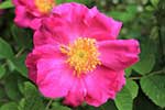 Rosa Gallica Officinalis provins 77